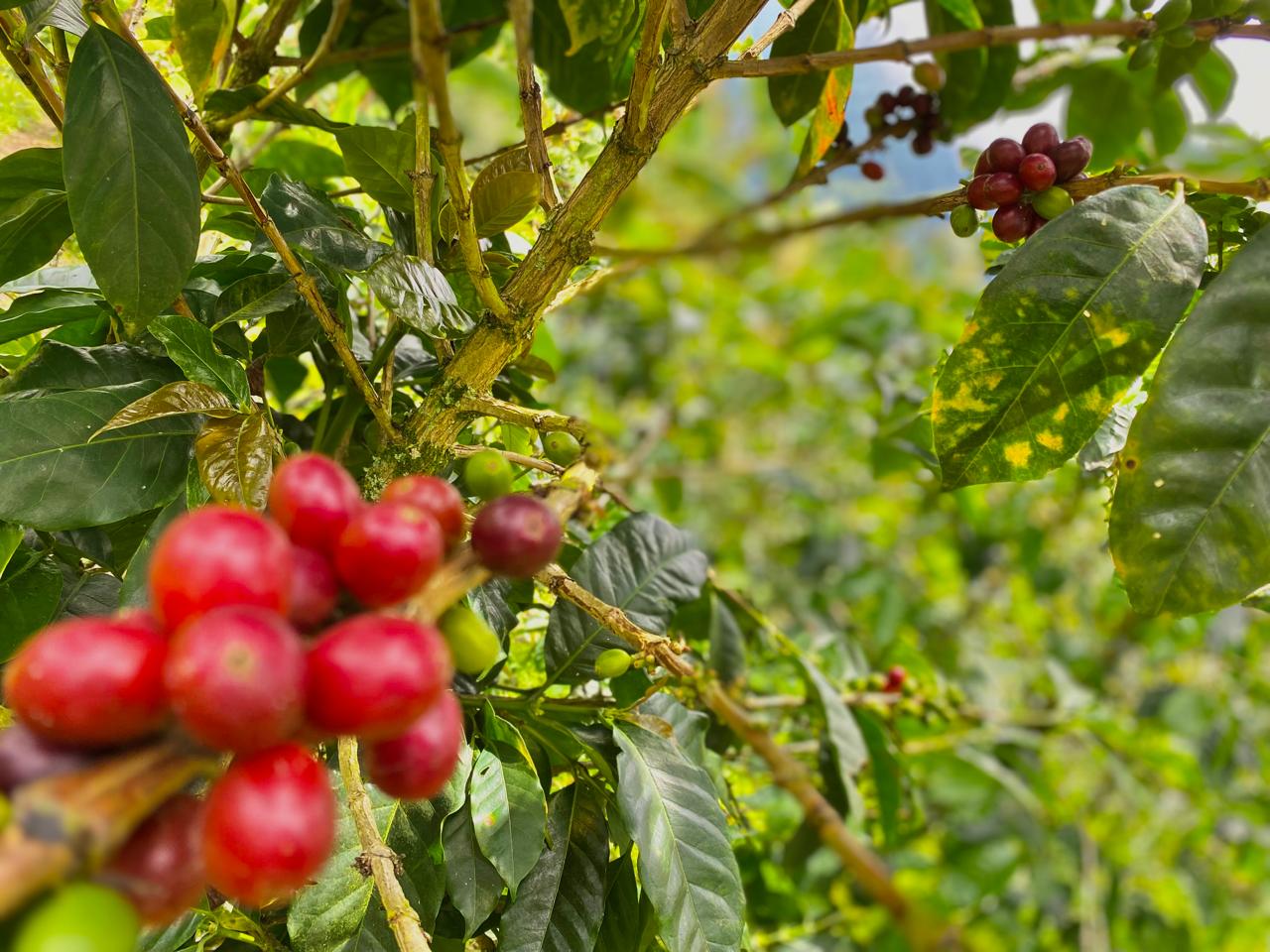 Racimo de cerezas rojas de café en la rama