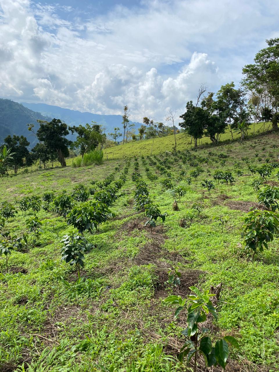 Montañas cafeteras con hileras de café y montañas lejanas