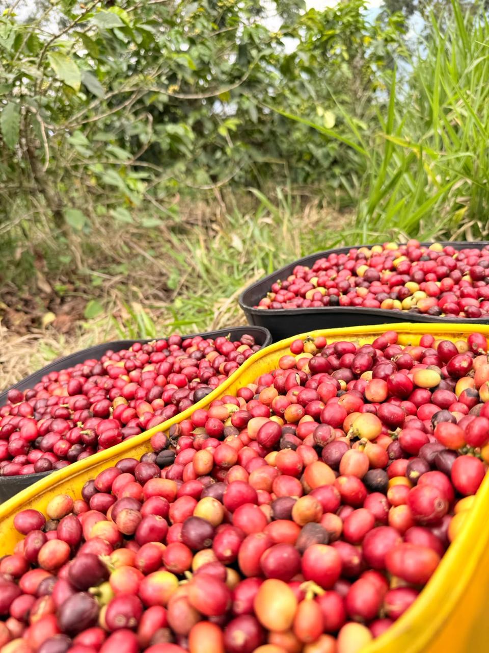Canastas con cerezas de café entre el pasto del cafetal