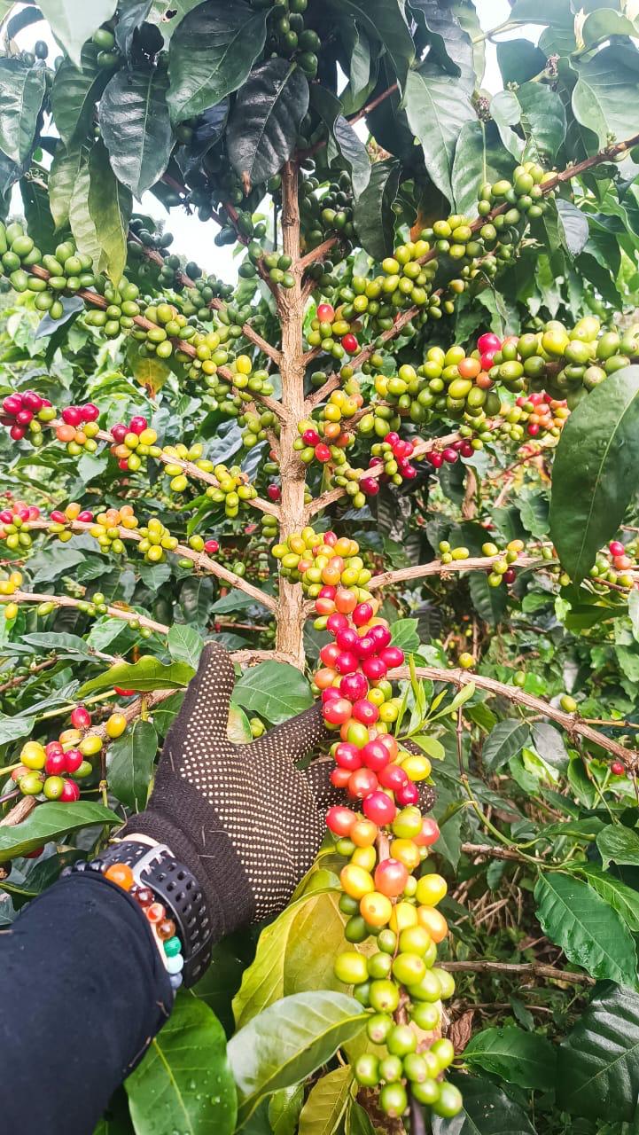 Mano con guante recolectando cerezas de café de la rama