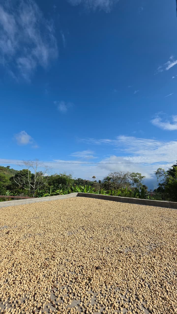 Granos de café secándose al sol en el patio de la finca