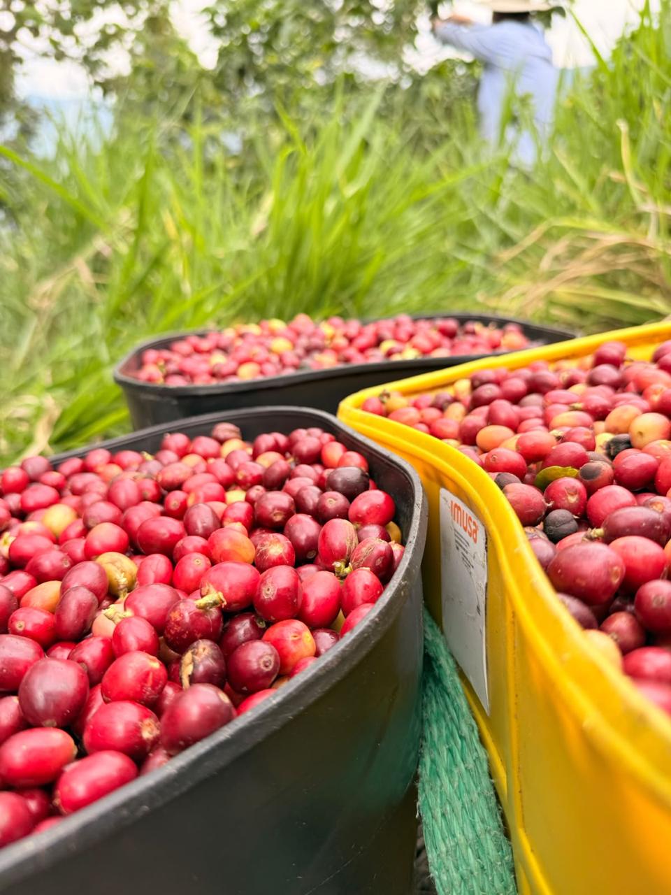 Canasta negra colmada de cerezas rojas de café