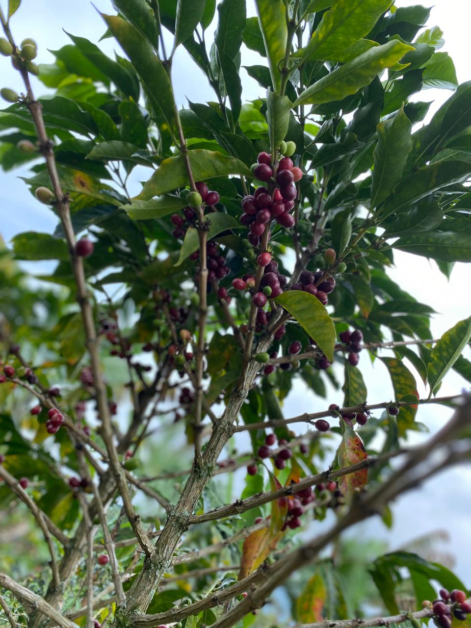 Rama de café con cerezas rojas y moradas entre hojas verdes
