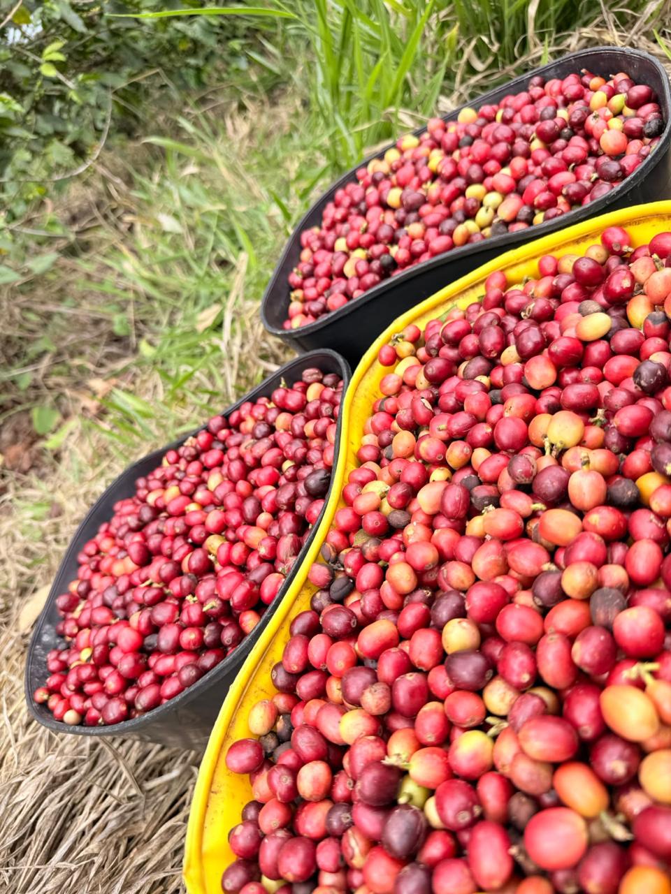 Cerezas de café rojas y maduras acumuladas en canastas de cosecha