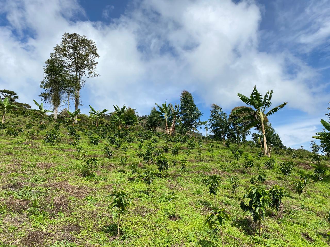 Montañas y cafetales donde nace Molyro