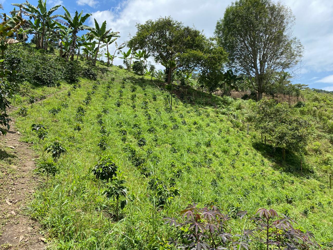 Ladera del cafetal con árboles de café y plátano