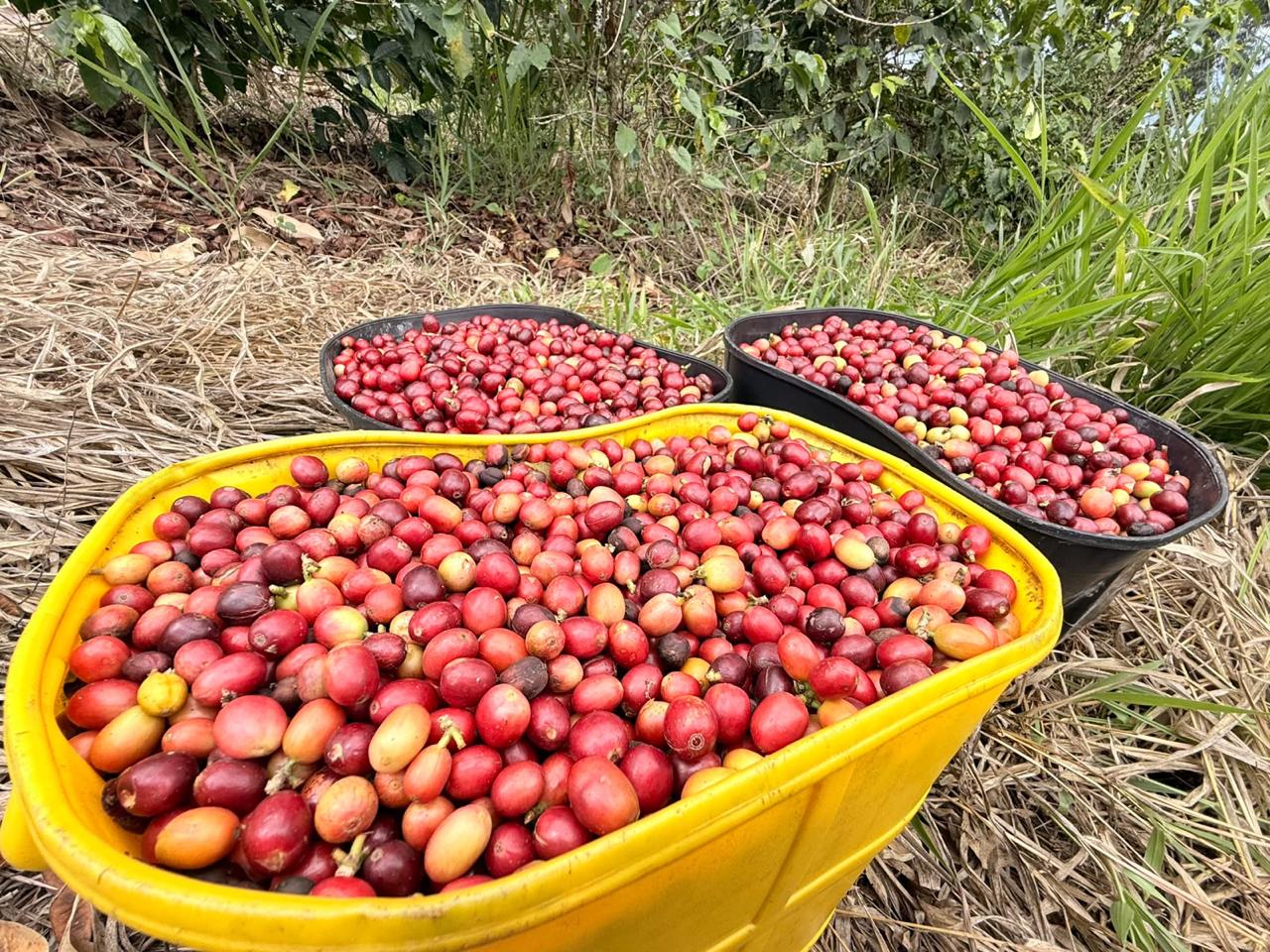 Canastas amarillas rebosantes de cerezas de café al sol