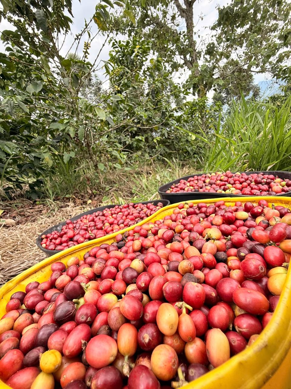 Canastas amarillas llenas de cerezas rojas de café recién cosechado