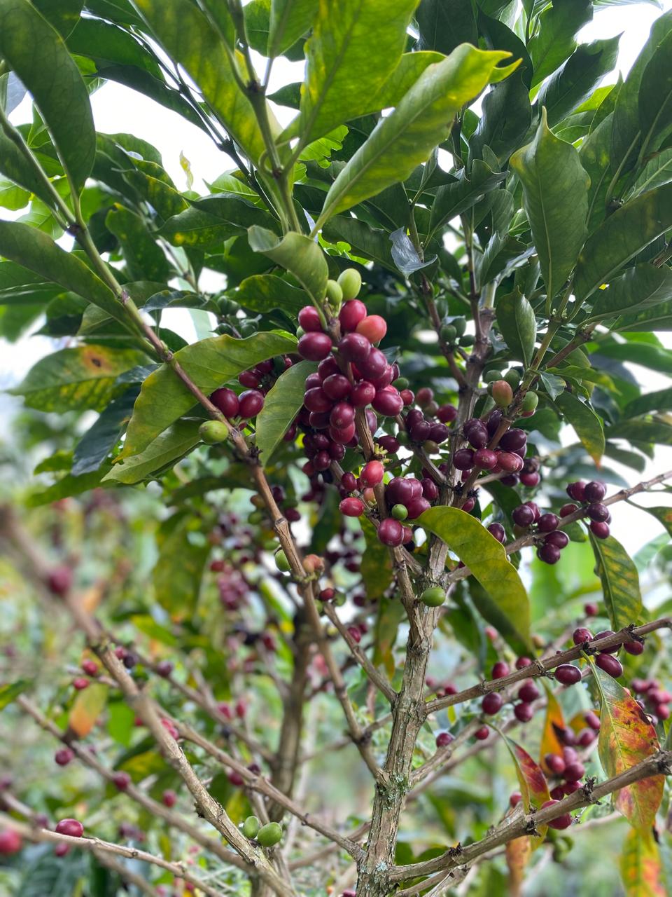 El cafetal