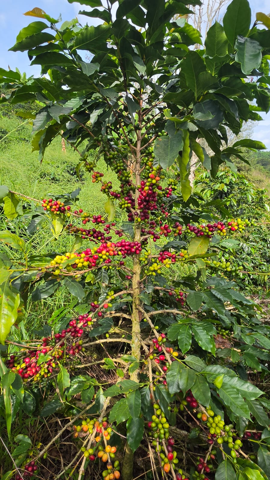 Árbol de café cargado de cerezas rojas y amarillas